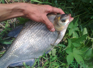 鳊魚多少錢一斤？野生鳊魚多少錢一斤？