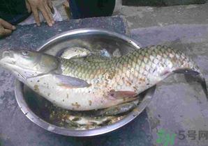 秋天夜釣草魚怎么釣？秋天夜釣草魚技巧