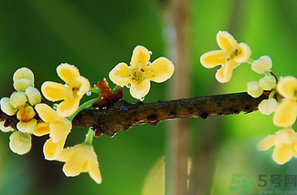 剛摘的桂花能吃嗎？剛摘的桂花可以吃嗎？