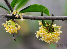 剛摘的桂花有蟲怎么辦？干桂花長蟲怎么辦？