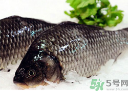 鯽魚死了一夜能吃嗎？鯽魚死了一天能吃嗎？