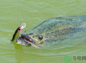 路亞釣黑魚用什么假餌？路亞釣黑魚用什么餌？