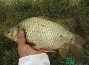 秋天夜釣鯽魚(yú)用什么餌料？秋天夜釣鯽魚(yú)餌料配方