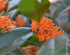 桂花可以做什么食物？桂花可以做什么吃的？