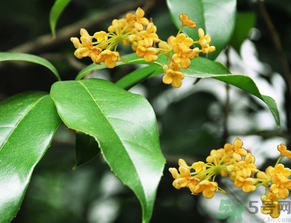  桂花什么季節(jié)開花？桂花什么時候開花？