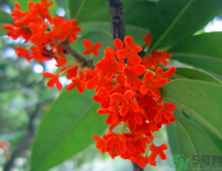  桂花什么季節(jié)開花？桂花什么時候開花？