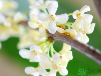 桂花是什么顏色？桂花有幾種顏色？