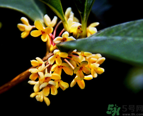 桂花怎么做香水？新鮮桂花怎么做香水？