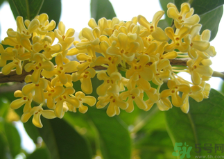 桂花和菊花可以一起泡茶嗎？桂花可以和能一起喝嗎？