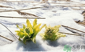 雪蓮花怎么吃？雪蓮花的功效作用