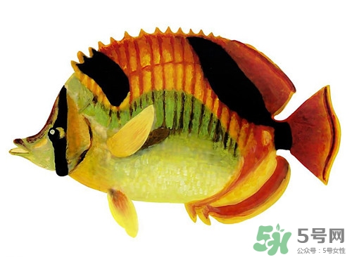 桂魚(yú)是海魚(yú)嗎?桂魚(yú)是淡水魚(yú)還是海魚(yú)?