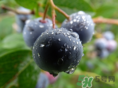 野生藍莓和養(yǎng)殖藍莓的區(qū)別是什么?哪些人不能吃野生藍莓