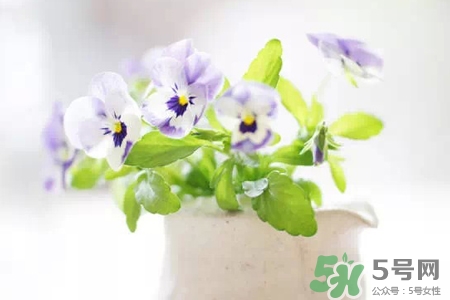 冬天陽臺種什么植物好？冬天種什么植物好養(yǎng)活？