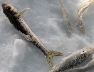 冬天怎么釣魚？冬天怎么釣鯽魚？