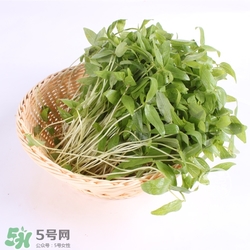 芽苗菜的營養(yǎng)價(jià)值 芽苗菜的功效與作用