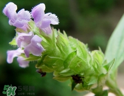 夏枯草涼茶怎么做?夏枯草涼茶配方