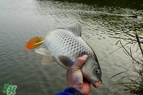 立春后能釣魚(yú)嗎？立春后好釣魚(yú)嗎？