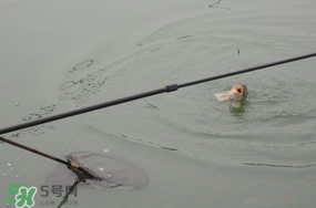 立春后能釣魚(yú)嗎？立春后好釣魚(yú)嗎？