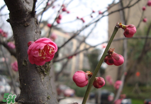 立春后種什么花？立春時(shí)開的花有哪些？