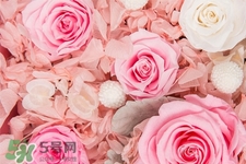 roseonly鮮花怎么保養(yǎng)？roseonly永生花怎么保養(yǎng)？