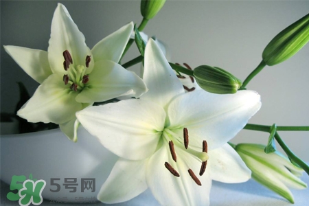 百合花怎么養(yǎng)？百合花在家怎么養(yǎng)？