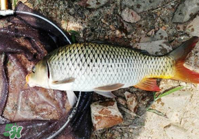 春天釣鯉魚用什么餌料？春天釣鯉魚餌料配方