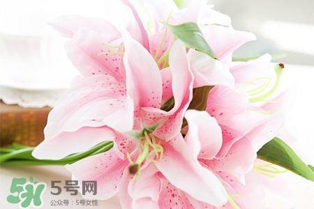 養(yǎng)百合花用什么水？養(yǎng)百合花水里放什么？