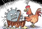 h7n9禽流感怎么預(yù)防？預(yù)防h7n9禽流感知識