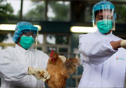 h7n9禽流感可以治愈嗎？禽流感能治好嗎？