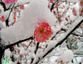 春天下雪意味著什么？春天為什么會(huì)下雪？