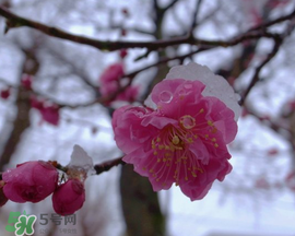 春天下雪意味著什么？春天為什么會(huì)下雪？