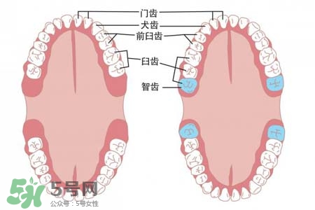 智齒能用舌頭舔嗎？喜歡舔智齒怎么辦？