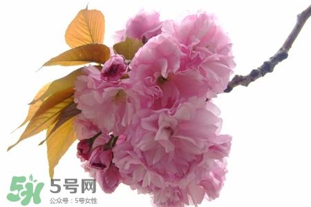 櫻花的花語是什么？櫻花代表什么意思？