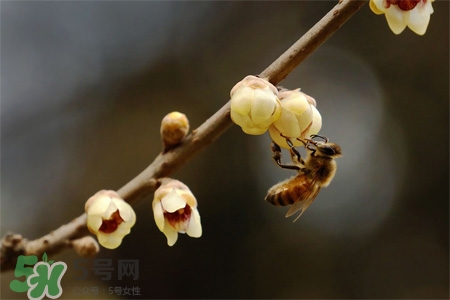 驚蟄吃什么食物好？驚蟄吃什么傳統(tǒng)食物？