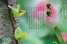 驚蟄吃什么蔬菜好？驚蟄節(jié)氣養(yǎng)生吃什么蔬菜？