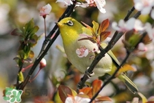 禽流感期間能接觸鳥糞嗎？碰到鳥糞會得禽流感嗎？