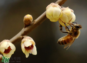 驚蟄過(guò)后一周會(huì)下雨嗎？驚蟄下雨好嗎？