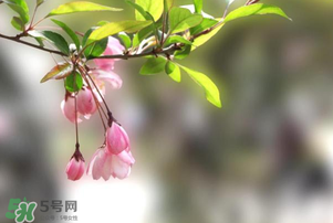 春分開什么花？春分什么花開？