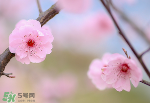 春分開什么花？春分什么花開？