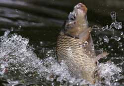 驚蟄過后好釣魚嗎？驚蟄后陰雨天好釣魚嗎？