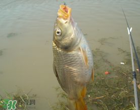 三月份釣鯉魚好釣嗎？3月份釣鯉魚用什么好？