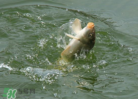 三月份釣鯉魚好釣嗎？3月份釣鯉魚用什么好？