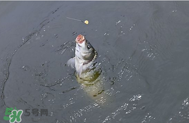 三月份釣鯉魚好釣嗎？3月份釣鯉魚用什么好？