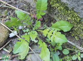 薺菜是什么菜？薺菜是什么野菜？