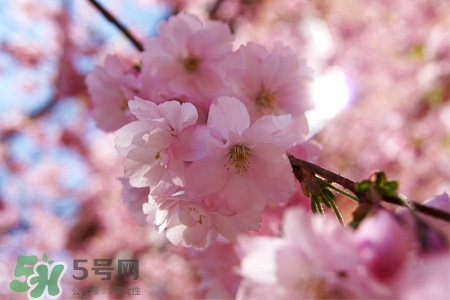 桃花可以釀酒嗎？桃花能泡酒喝嗎？