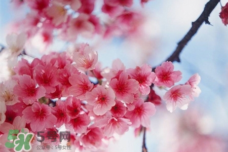 桃花酒可以去斑嗎？桃花酒去斑怎么用？