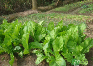 芥菜能和雞肉一起吃嗎？芥菜與雞肉同吃會中毒嗎？