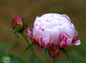 春天能種芍藥嗎？芍藥幾月種植？