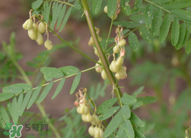 春天能吃黃芪嗎？春天吃黃芪好嗎？