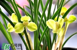 蘭花怎么養(yǎng)？蘭花怎么種？